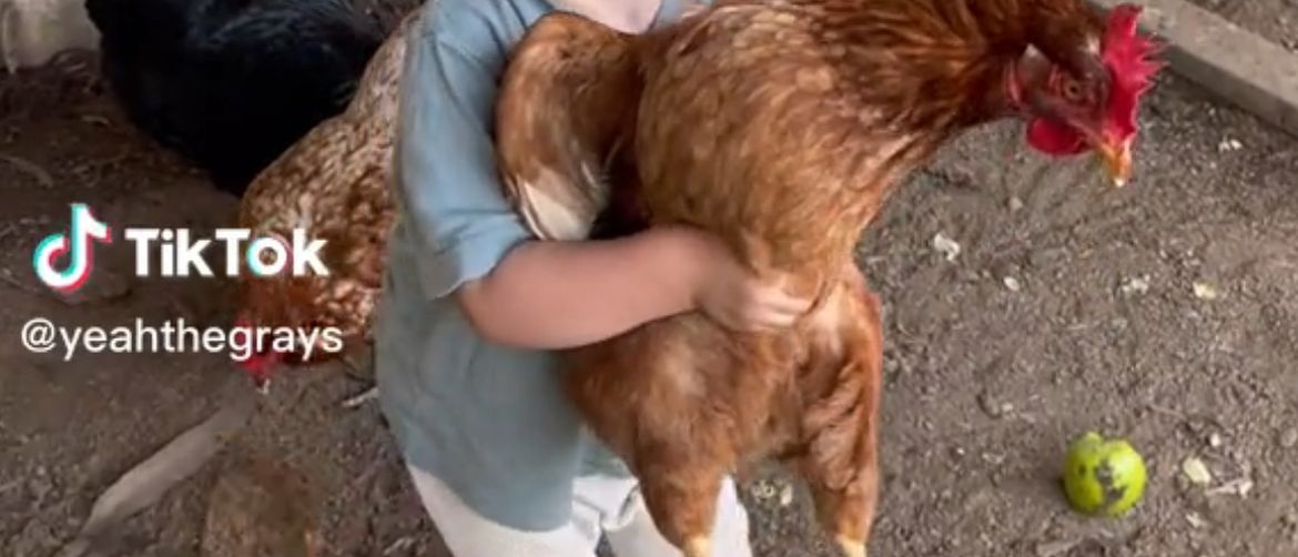 Dječak i kokoš