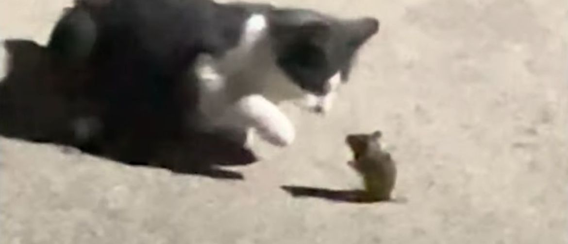 Miš i mačka