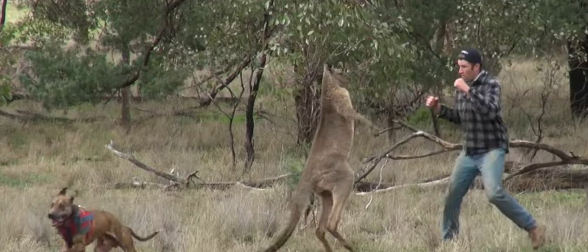 Obračun sa životinjama