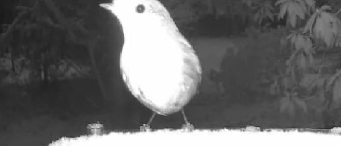 Ptica na snimci s hranilice i neobična silueta u pozadini