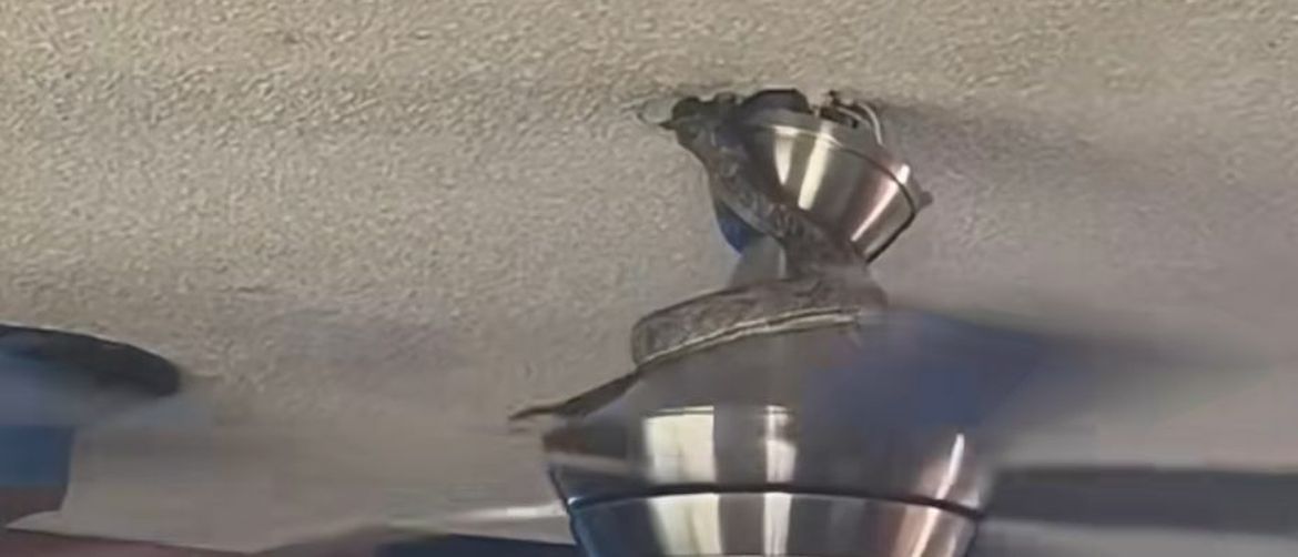 Zmija na ventilatoru