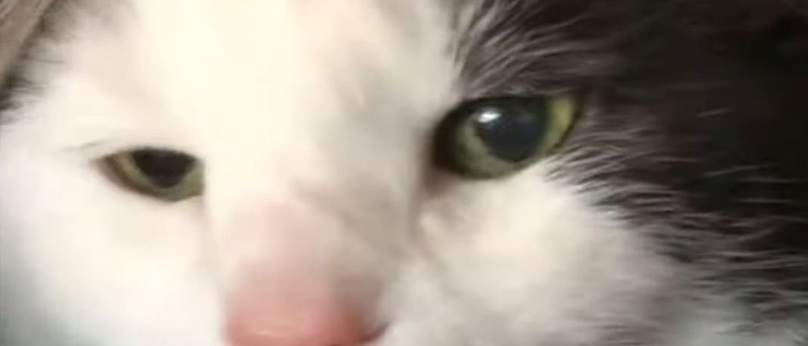 Mačka (Foto: Screenshot/YouTube)
