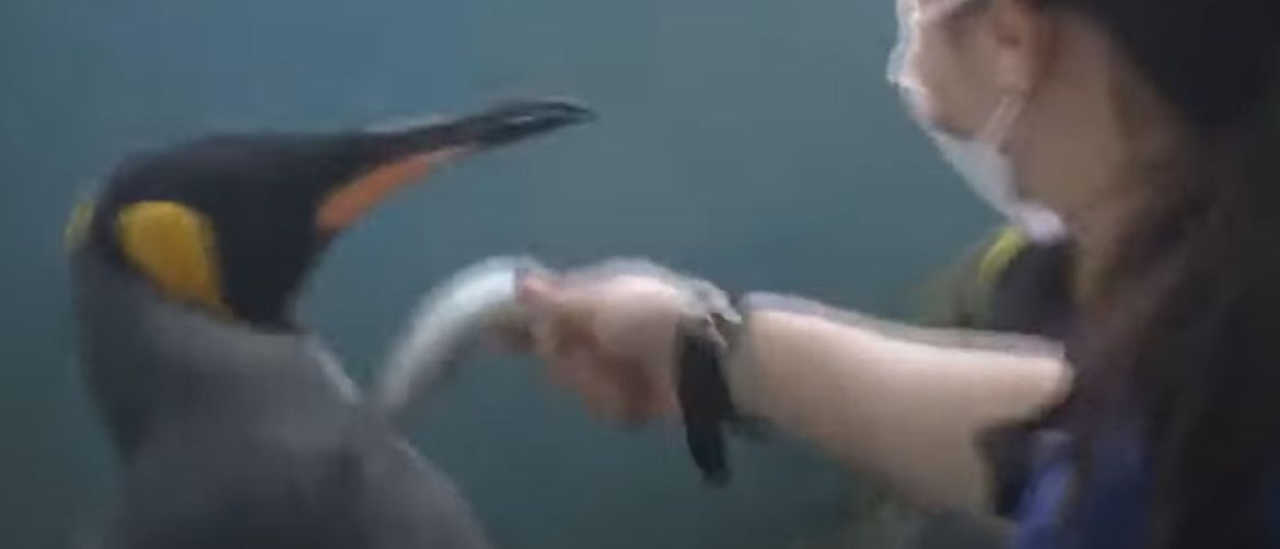 Pingvin odbija ribu