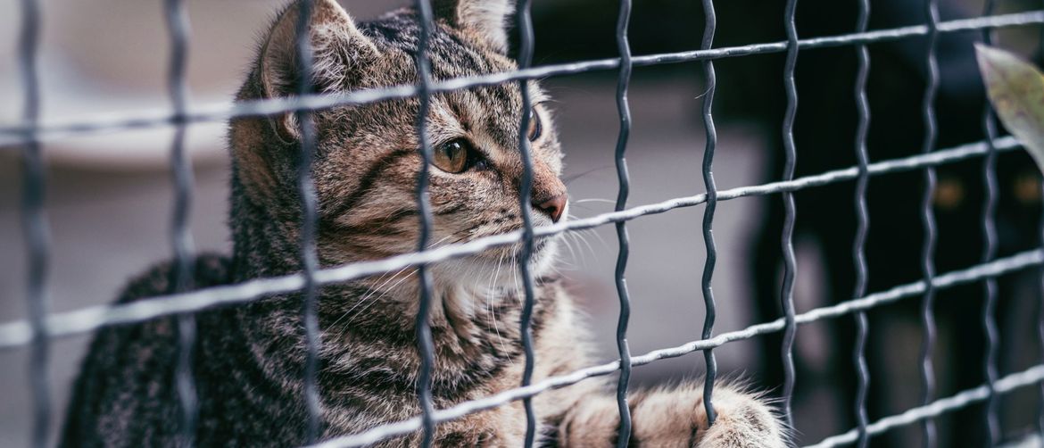 Savršena prilika za pronalazak krznenog prijatelja!