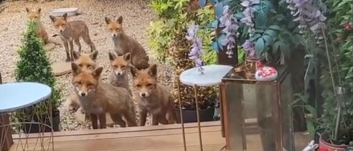 Lisice na trijemu