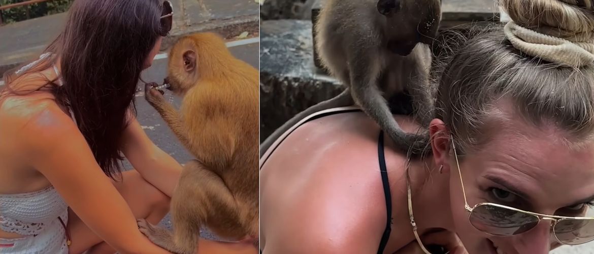 Majmuni i turisti