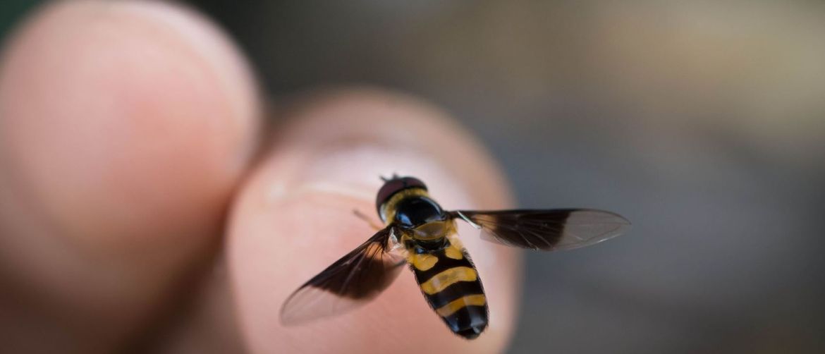 Ubod insekata može biti izrazito opasan