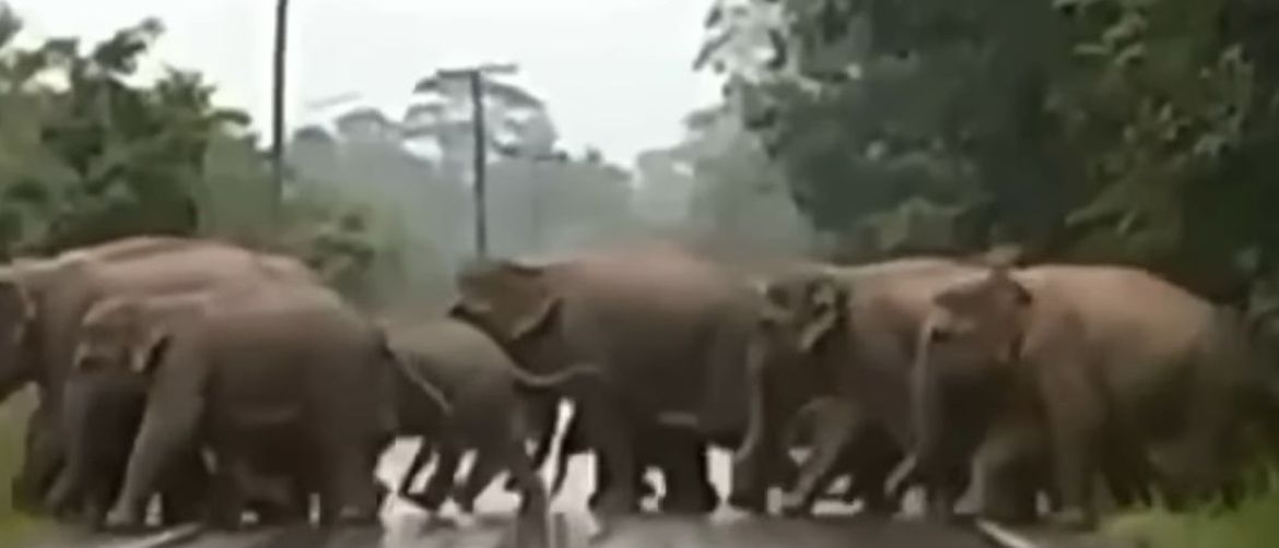 Slonovi prelaze cestu