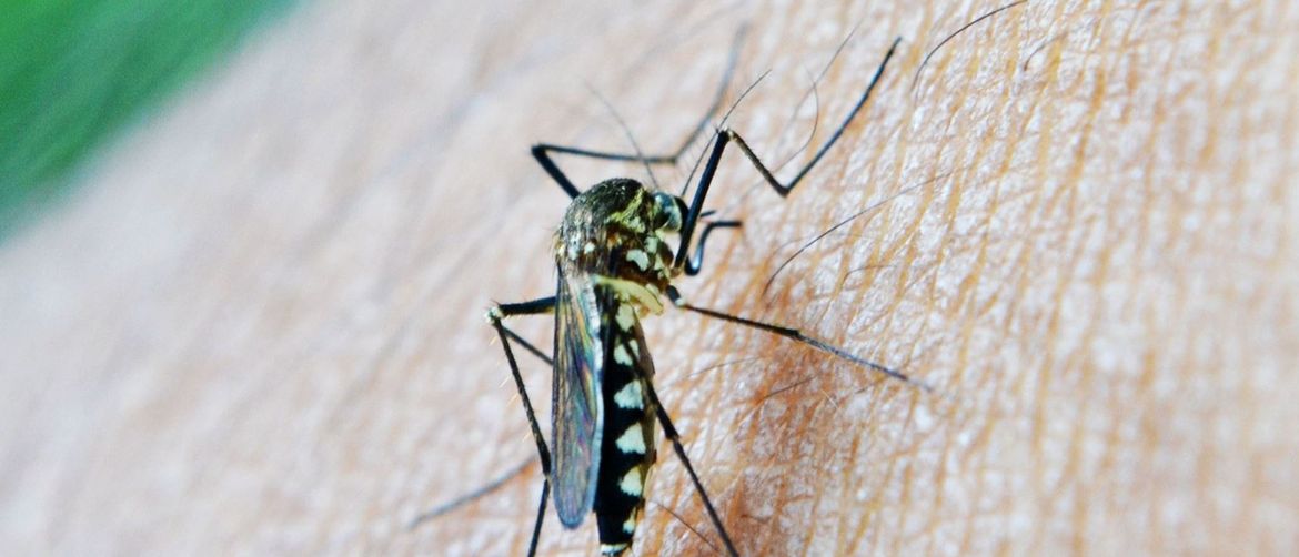 Zanimljivosti o komarcima