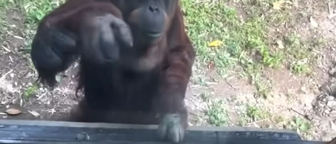 Snalažljivi orangutan