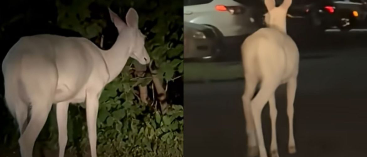Rijetki albino jelen kako traži hranu