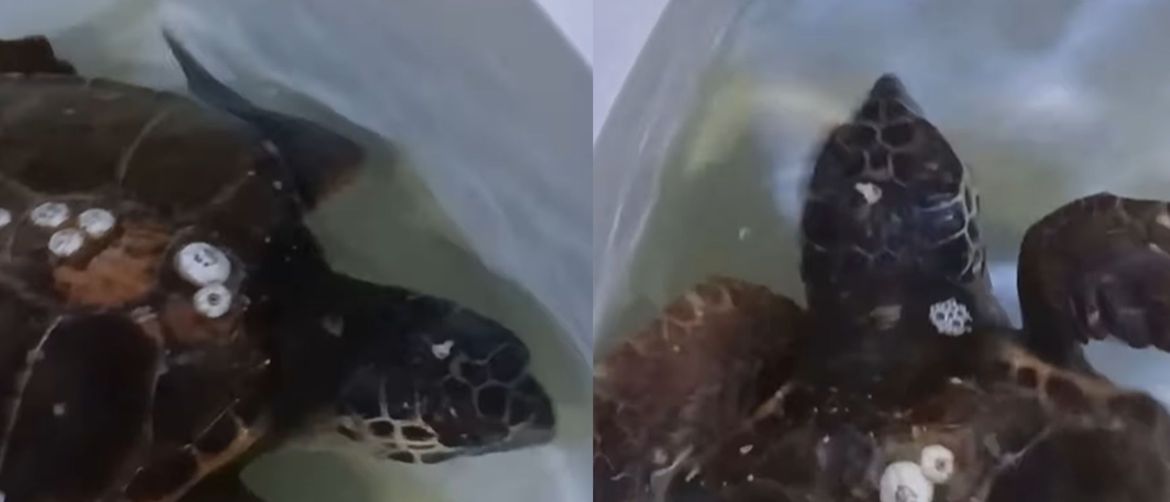 Spašena Glavata želva u akvariju