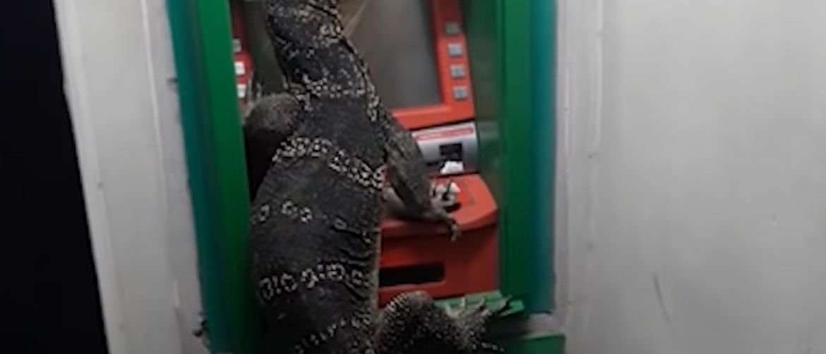 Gušter na bankomatu