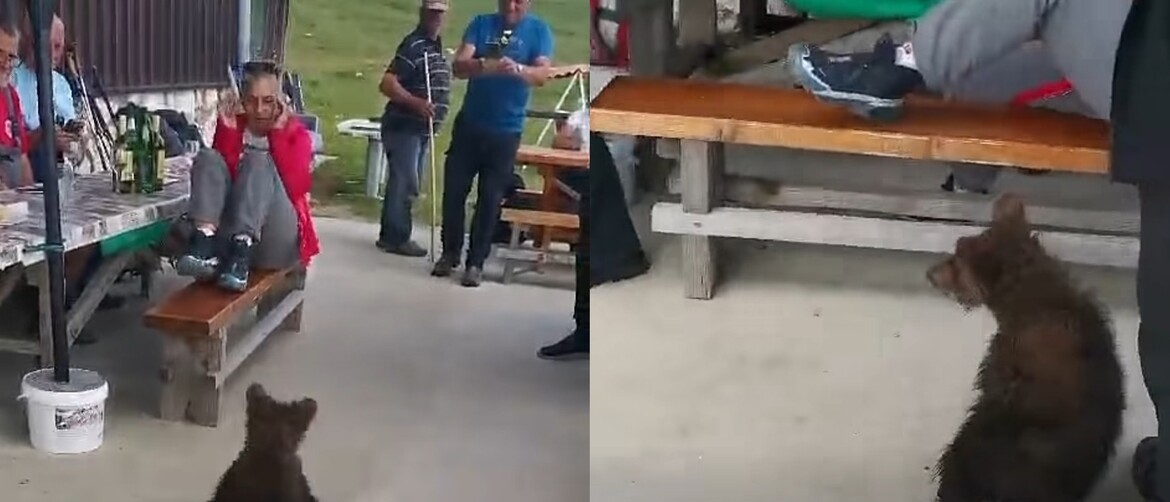 Medvjedić i planinari