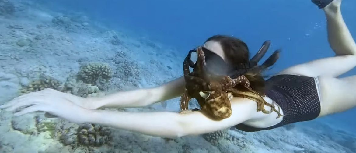 Hobotnica (Foto: Screenshot/YouTube)