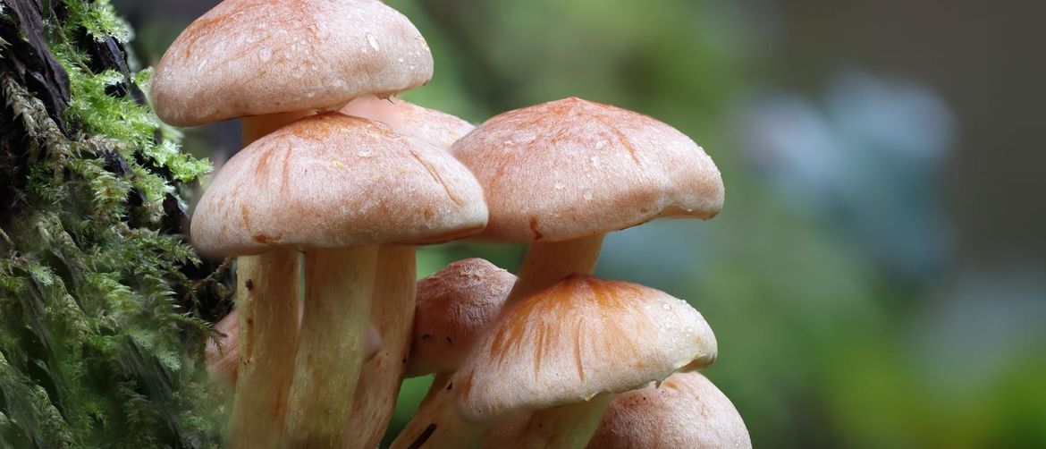 Gljive omogućuju drveću veću opskrbu vodom i hranjivim tvarima