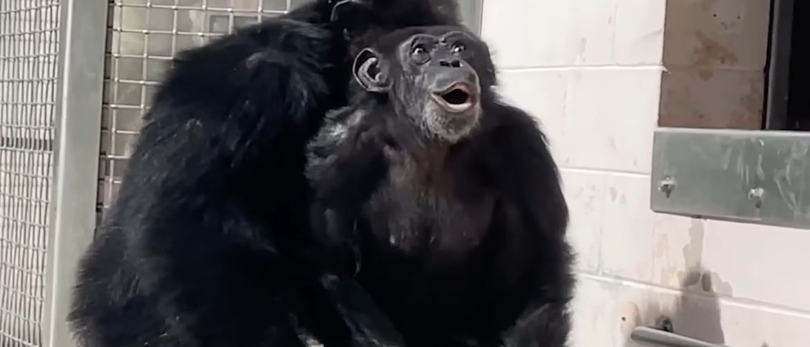 Čimpanza Vanilla