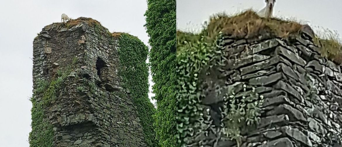 Koza na vrhu srednjevjekovnog tornja u Irskoj