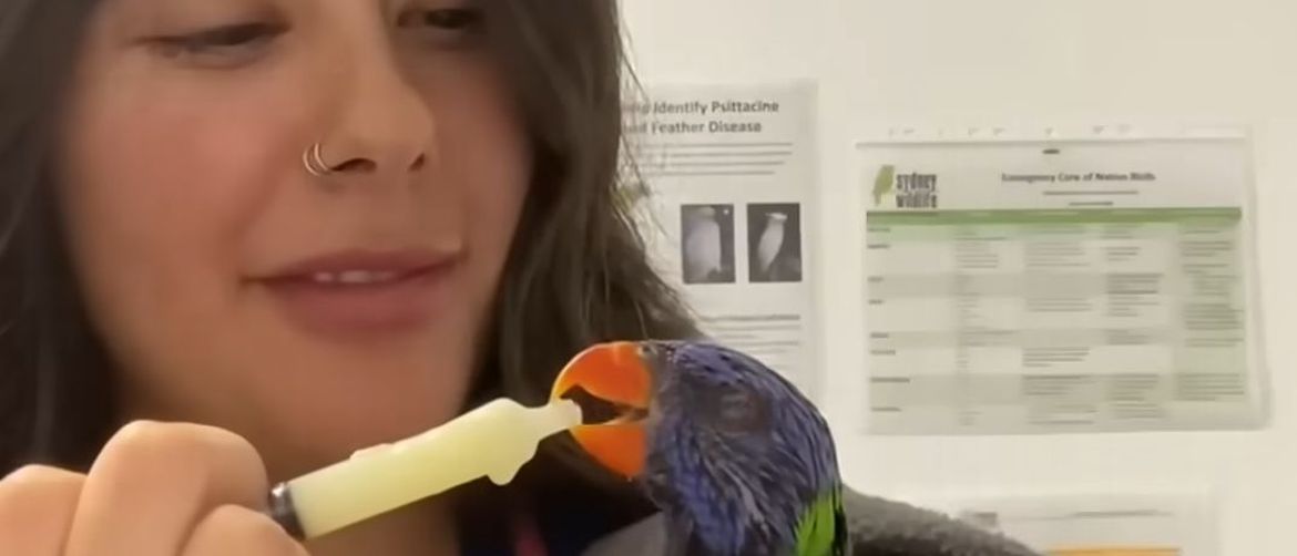 Papiga