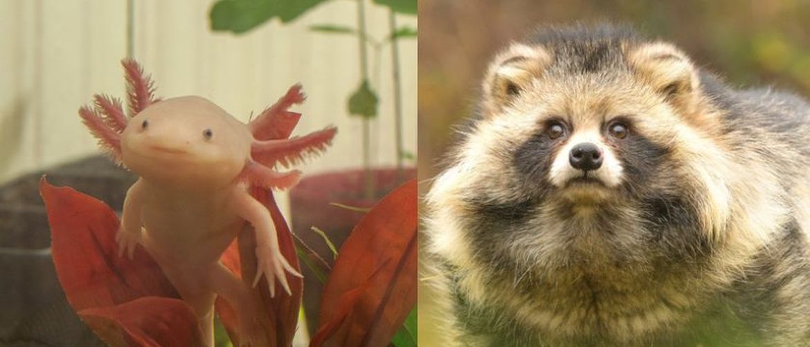 Slatke neobične životinje