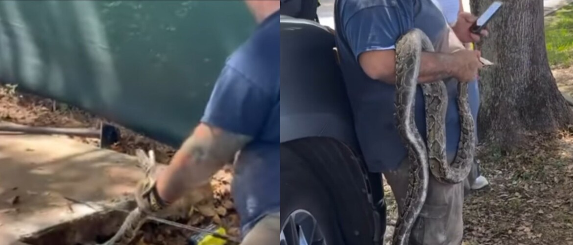 Uklanjanje ogromnog pitona ispod pločnika