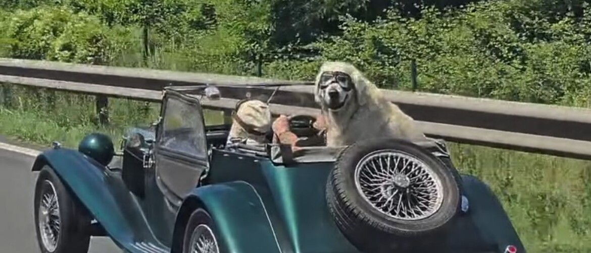 Pas u automobilu