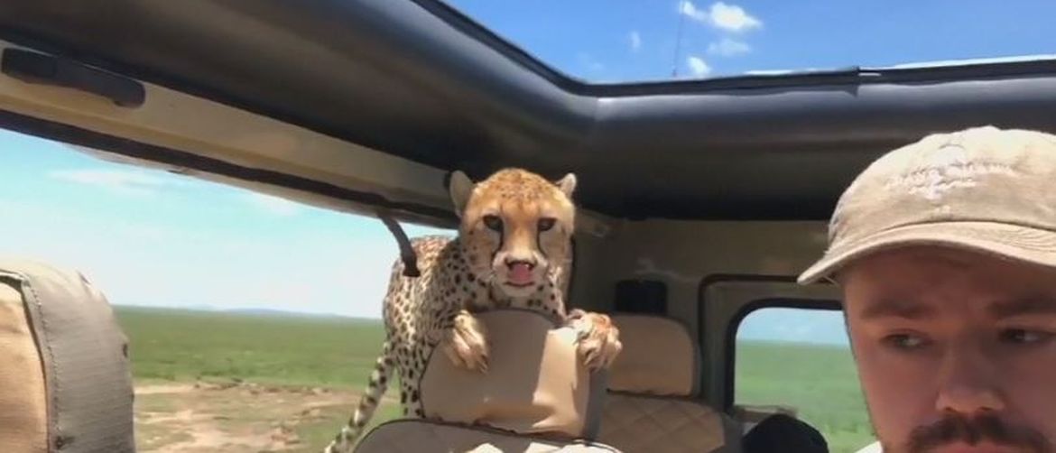 Gepard uskočio u vozilo (Screenshot: Reuters)