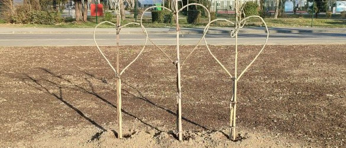 drvca, Sava, pad letjelice