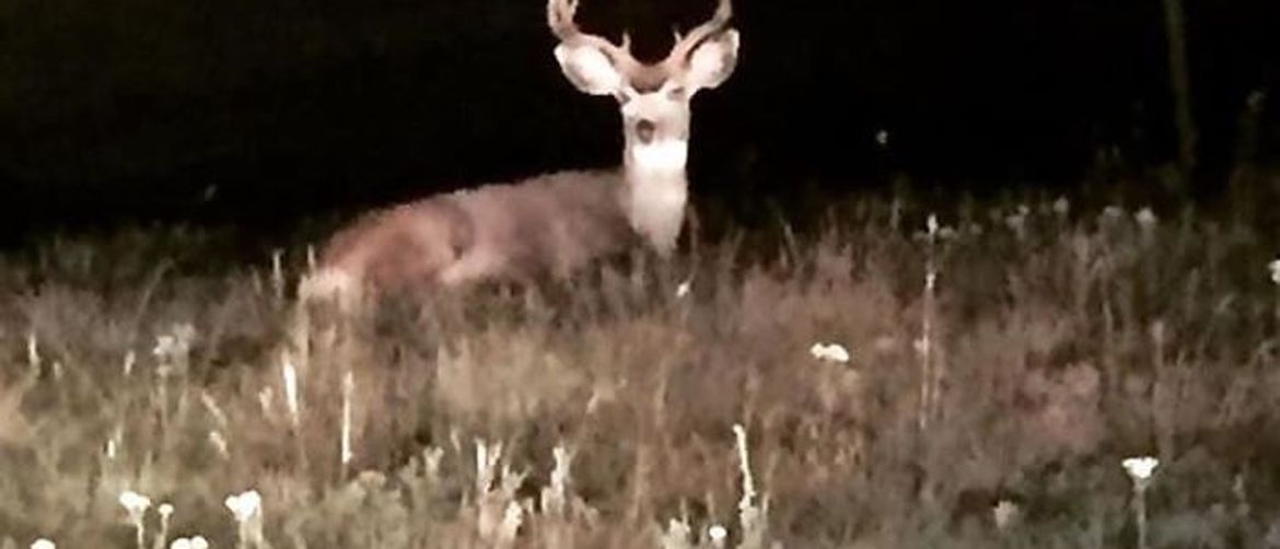 Čudnovate životinje - 28