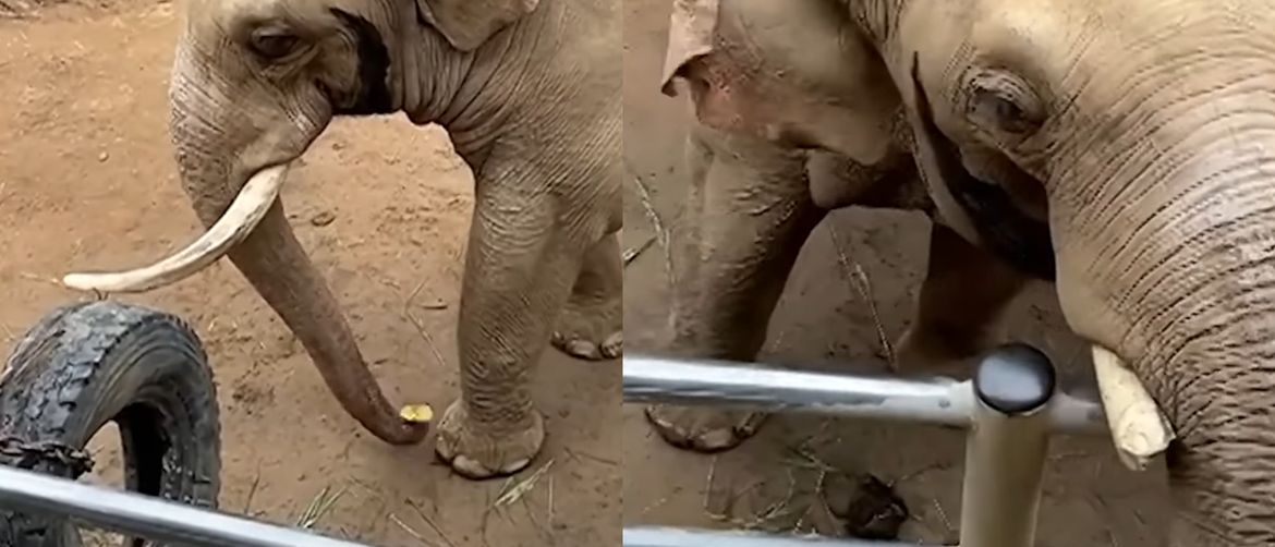Slon dohvatio cipelu