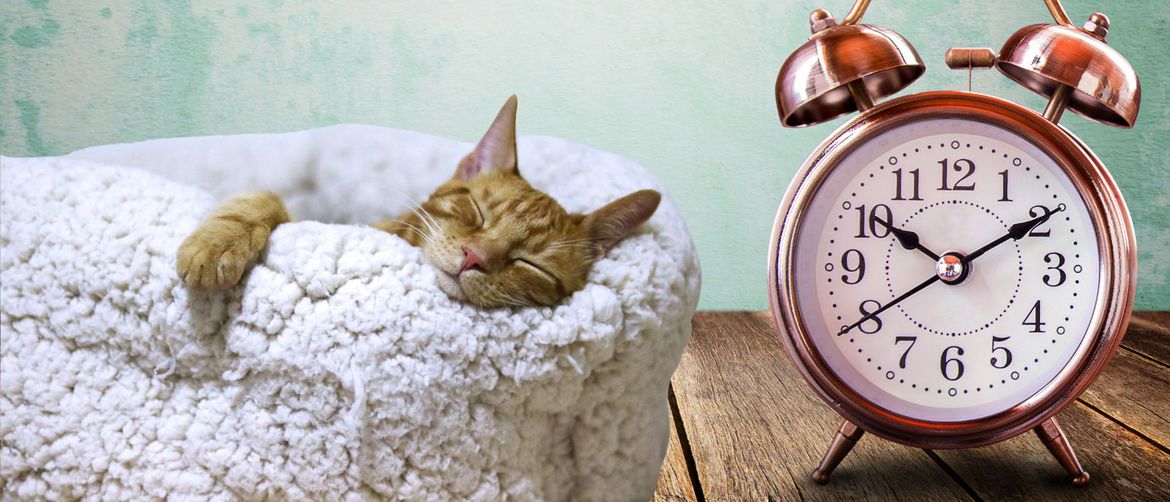 Mačka koja spava i sat
