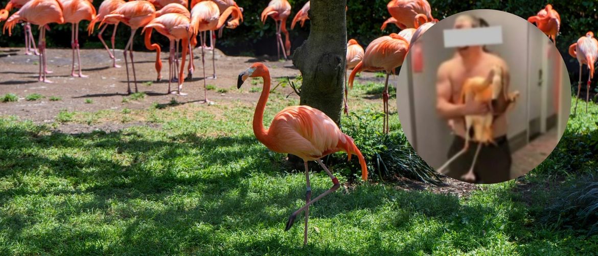 Stanište s plamencima i muškarac koji je jednog ukrao