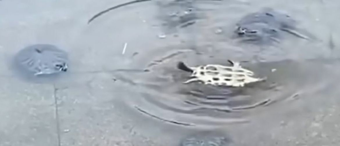 Kornjača na leđima