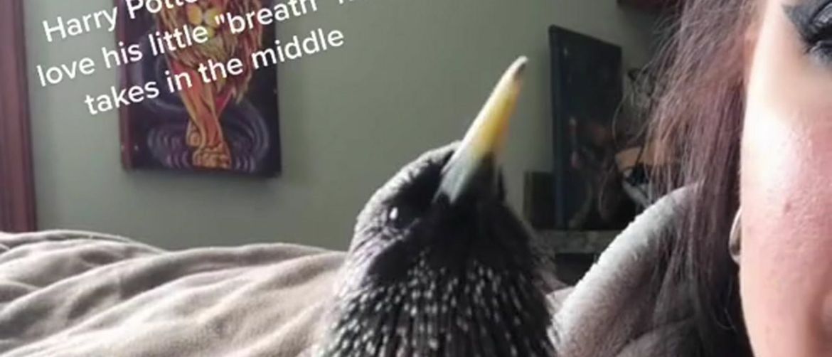 Ptica koja izvodi temu iz filma o Harryju Potteru