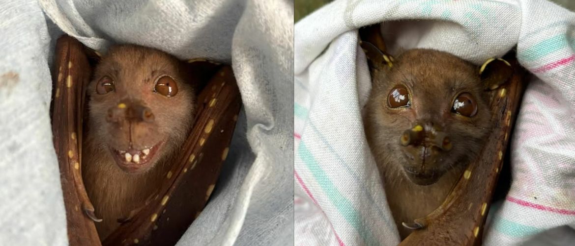 Šišmiš s neobičnim osmijehom