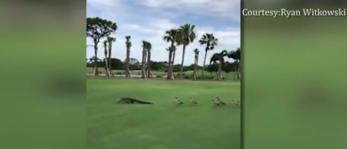 Guske potjerale aligatora s golf terena (Screenshot: YouTube/Ryan Witkowski)