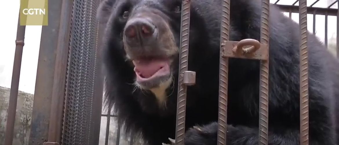 Žena mislila da je kupila štene tibetanskog mastifa, no ispostavilo se da je u pitanju – medvjed (Screenshot YouTube)