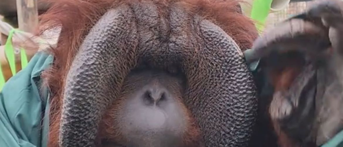 Orangutan Patrick