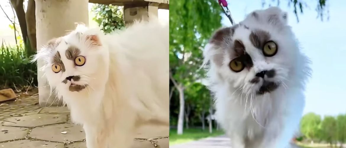 Mačka zanimljivog izgleda koja ima slavnog dvojnika
