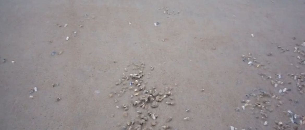 Školjke na plaži