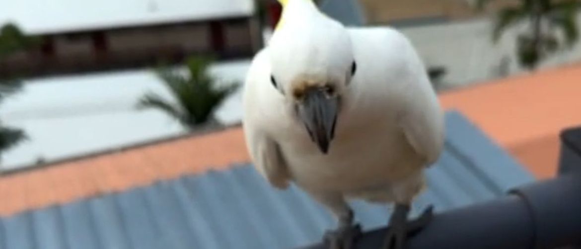 Papiga