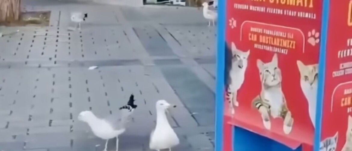 Galeb koji mjauče pored javne hranilice