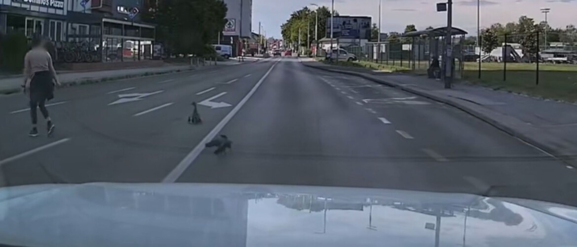 Patka s mladima kako uz pomoć prelazi cestu u Zagrebu