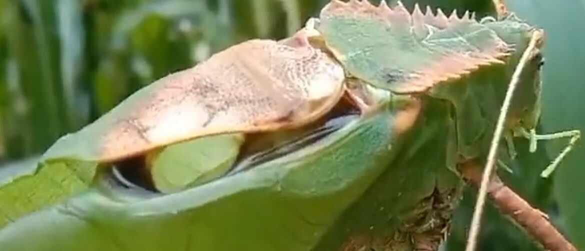 Kapitalac