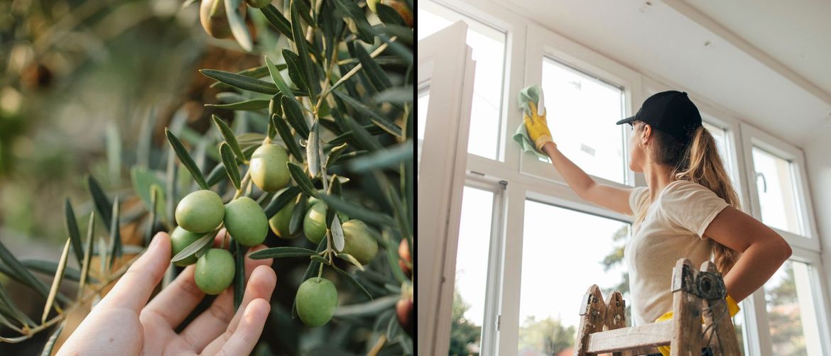 Branje maslina i čišćenje apartmana