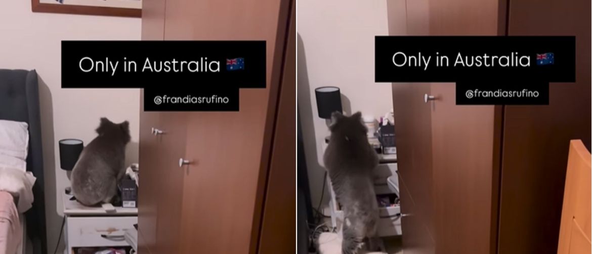 Koala kako se penje na noćni ormarić