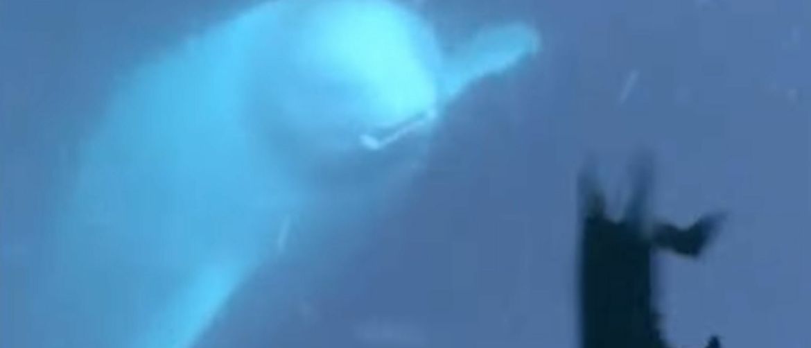 Beluga kit s Iphonom u ustima