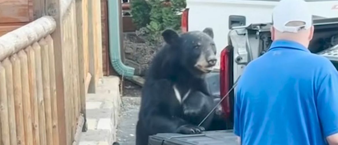 Medvjed i vlasnik automobila