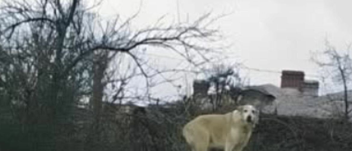 Pas koji stoji na ogradi u strahu od mačke