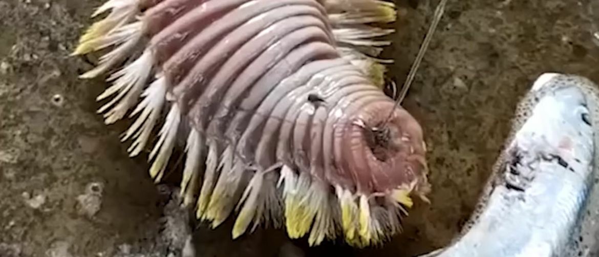 Životinjsko carstvo